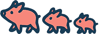 Second pig