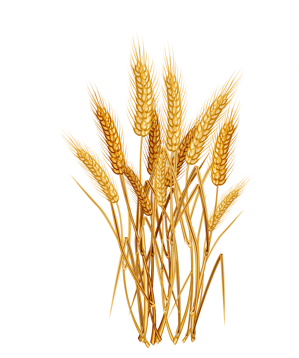 wheat photo